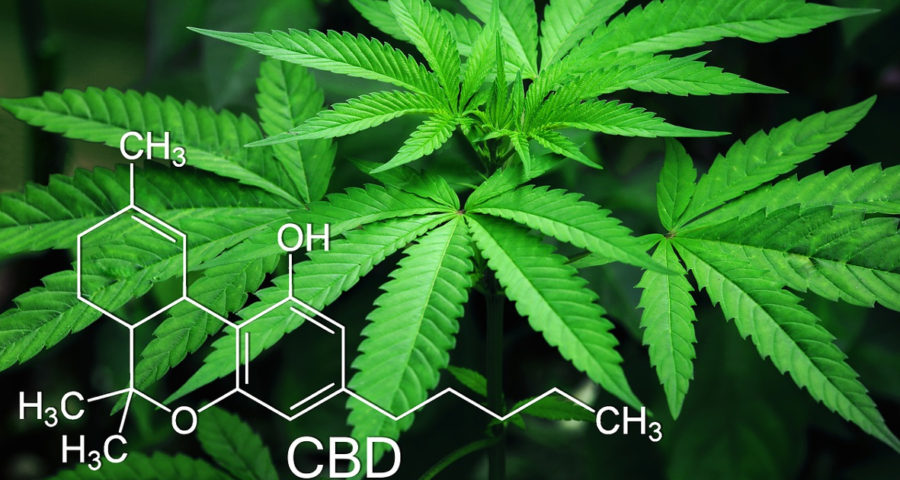 Cannabis
